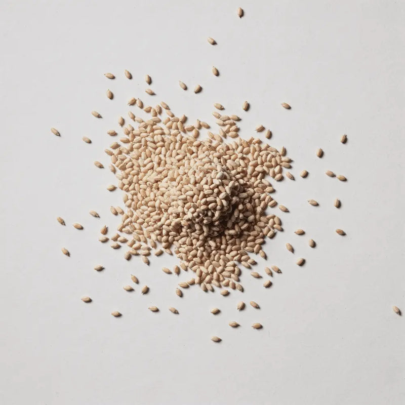EpiCor® Postbiotic
