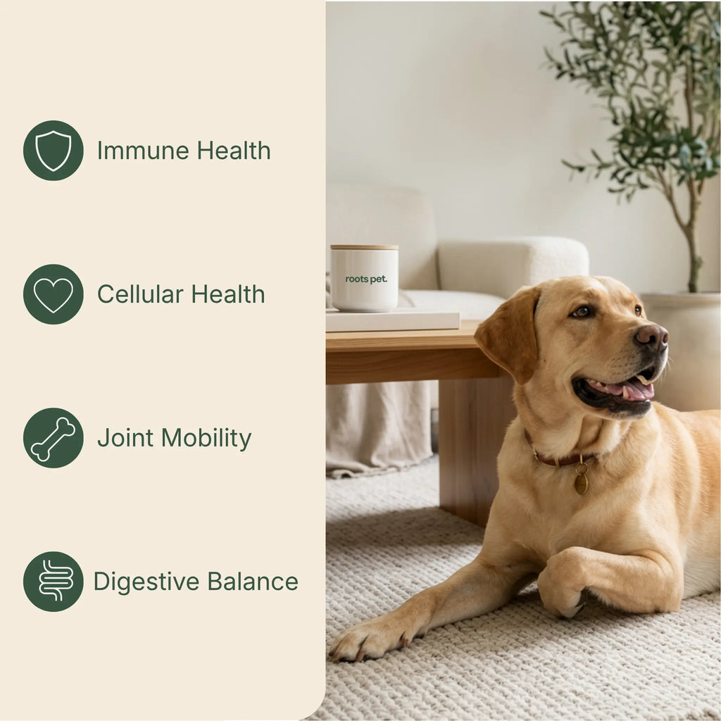 Longevity & Vitality Soft Chew